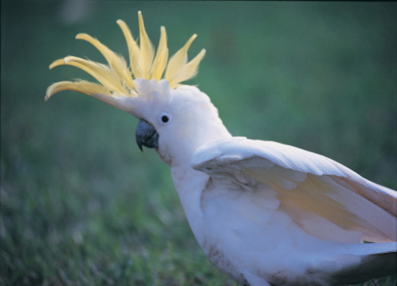 オーストラリア　鳥